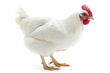 Rolgordijnen White chicken isolated on white background © CHAYAPORN