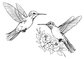 Hand drawn humming birds isolated on white. Monochrome flying hummingbirds set. Front and side view colibri flight. Vector sketch.