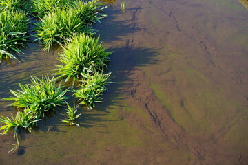 池の水草