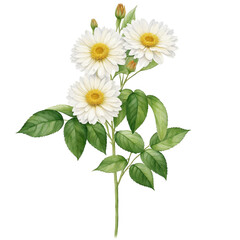 flower transparent background