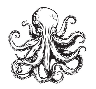 recommend clip art: Octopus Vintage Vector Art isolated on white. Engraving style vector illustration of octopus. Sea animals