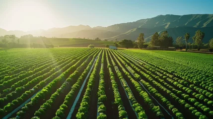 Foto op Canvas A pioneering lettuce field under the gentle care of irrigation systems powered by solar energy © Chingiz