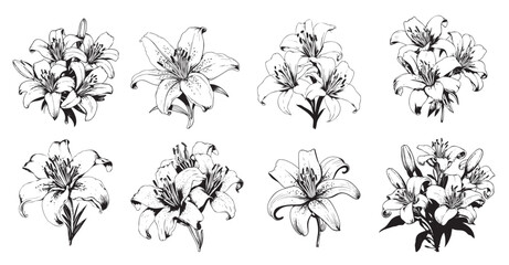 Set of lilies sketch hand drawn in doodle style Vector illustration - obrazy, fototapety, plakaty
