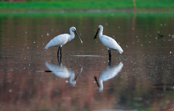 This mesmerizing image beautifully portrays the serene charm of nature, with two elegant Spoonbills standing gracefully in a shallow river. Their reflection is perfectly mirrored in the calm water. 