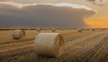 Hay bales in golden field at sunset.