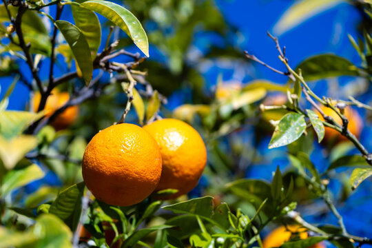 Reife Orangen am Baum mit Blätter in Valencia Spanien