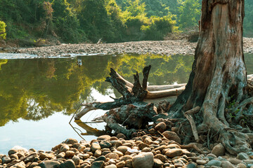 dried tree in the river