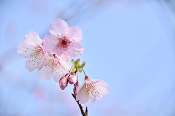 Spring's embrace brings blossoms to life, and cherry blossoms take center stage. Under the blue sky, their delicate red petals radiate an even greater beauty.