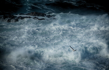 A seagull flies over the stormy surf of a stormy sea - 764648814