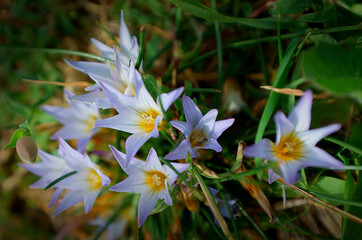 Blue spring flowers in a field close up - 764648816