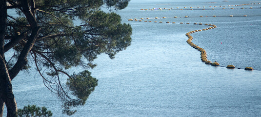 Pine trees on the shore and yellow dredge floats on blue water - 764648895