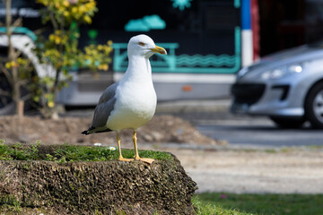 Seagull on a tree trunk at the Boa Vista traffic circle in Porto, Portugal.