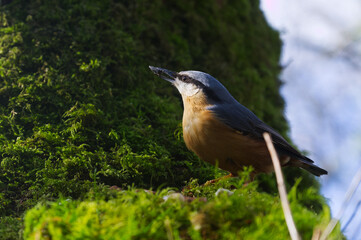 Nuthatch eating on moss