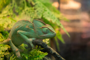 Yemen Chameleon or Veiled Chameleon (Chamaeleo calyptratus), Zoo and Botanical Garden