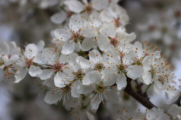 Close-up of Blackthorn tree with beautiful white flowers. Prunus spinosa in bloom on springtime