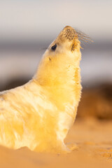 Grey Seal pup in the early morning sunshine on the beach in Norfolk, UK.