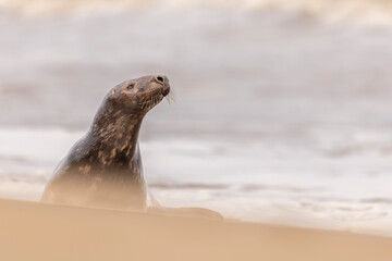 Grey Seal on the beach in Norfolk, UK, with the sea in the background.