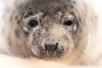 Close up head shot of a young Grey Seal.