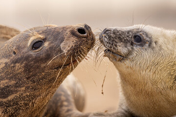 Grey Seal pup and mum on the beach in Norfolk, UK.