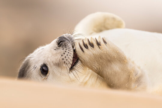 Adorable young grey seal pup wildlife