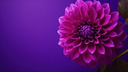 Gorgeous purple bloom of the pompon dahlia - obrazy, fototapety, plakaty