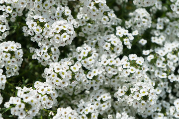 Des petites fleurs blanches en boule