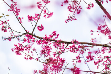 Spring Blossoms: Taiwan Cherry Flowers Adorning Bare Branches