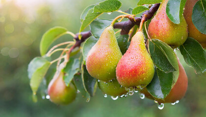 Branch of fresh ripe pears with water drops. Organic and tasty fruit. Sweet summer food. Blurred natural backdrop.