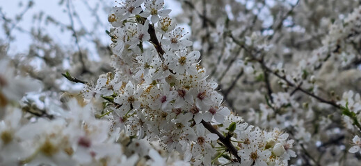 Blooming white bird cherry close-up, blooming flowers of bird cherry on a blurred natural background