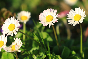 Daisies in the grass