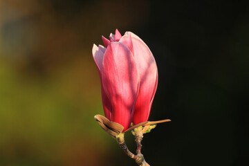 Magnolia blossom in spring, garden flower