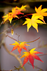 Autumn’s Vibrant Colors: A Close-Up of Fall Leaves, Maple, Kyoto, Japan