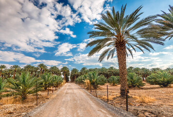 Fototapeta na wymiar Plantations of date palms for healthy food production. Date palm is iconic ancient plant and famous food crop in the Middle East and North Africa, it has been cultivated for 5000 years