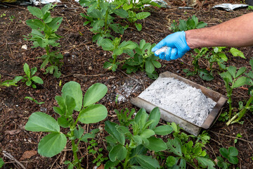 A gardener wearing a plastic glove spreads wood ash on topsoil in a vegetable garden to fertilize...