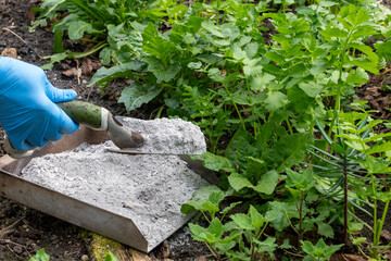 A gardener, using a gardening trowel, spreads wood ash on topsoil in a vegetable garden to fertilize and add a natural source of potassium and trace elements from a tray full of wood ash.