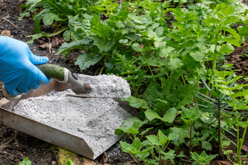 A gardener, using a gardening trowel, spreads wood ash on topsoil in a vegetable garden to...
