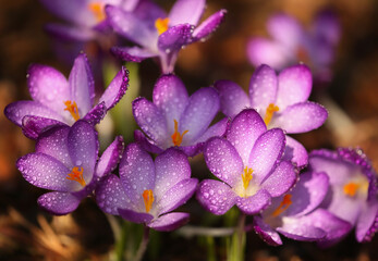 Wiosenne kwiaty, fioletowe Krokusy w kroplach wody. 