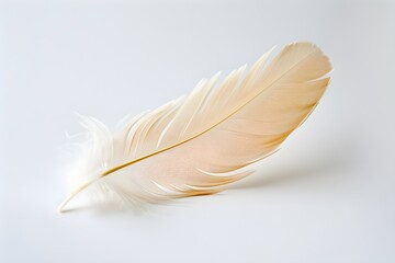 Obraz premium Golden feather