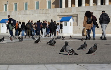 Pigeons on the ground in front of building of Greek Parliament in Athens, in background tourists in soft focus