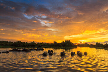 Golden Sunset Harmony: Cows Bathing in Klias Wetland, Sabah, Malaysia