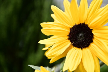 Close-up of a sunflower. Sunflowers, known as 