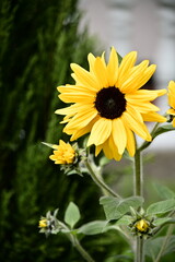 Close-up of a sunflower. Sunflowers, known as 