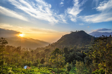 Dawn’s Golden Embrace at Ella’s Serene Highlands, Tea Plantation, Sri Lanka