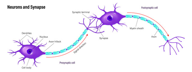Neurons and synapse vector. Neuron anatomy. Neural communication. Presynaptic cell and Postsynaptic cell.
