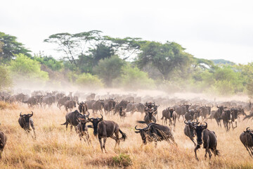 The Great Migration: A Sea of Wildebeests Roaming the Savannah, Serengeti, Tanzania, Africa - Powered by Adobe