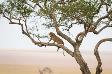 A Solitary Leopard Resting High in a Tree, Serengeti, Tanzania, Africa - obrazy, fototapety, plakaty