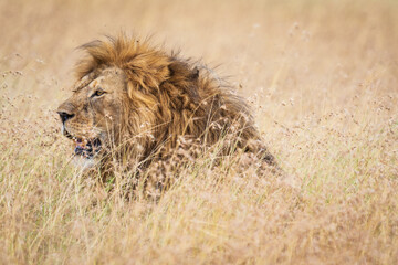 Majestic Lion Resting Amidst the Golden Grasslands, Serengeti, Tanzania, Africa