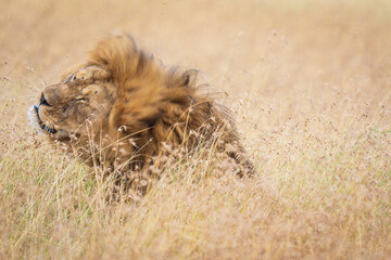 A Majestic Lion Basking in the Serene Wilderness, Serengeti, Tanzania, Africa