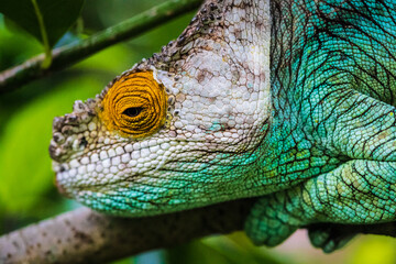 Vivid Colors of the Parson’s Chameleon in Madagascar’s Wild