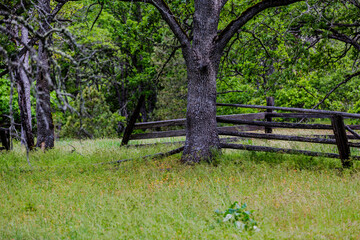 wooden fence in the woods
